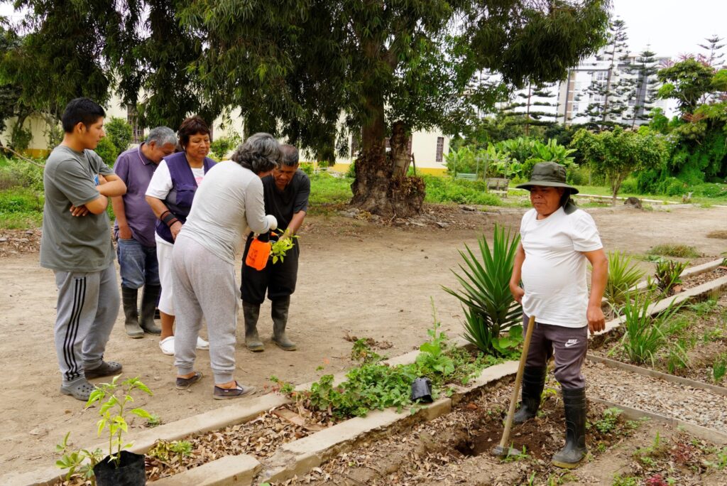Participantes del taller realizando actividades agrícolas con las plantas. Foto Víctor Segura.